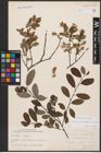 Foto von Salix aurita L. x Salix myrtilloides L. x Salix starkeana Willd.